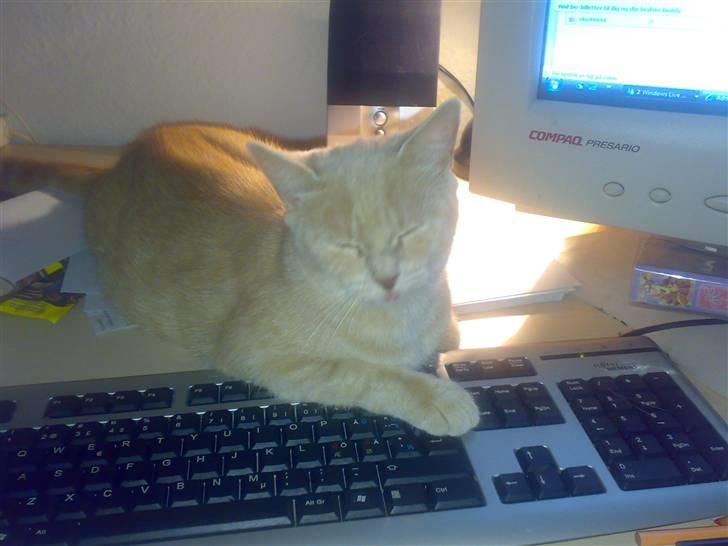 Huskat Misse - Jeg vil også spille Sims 3 billede 6