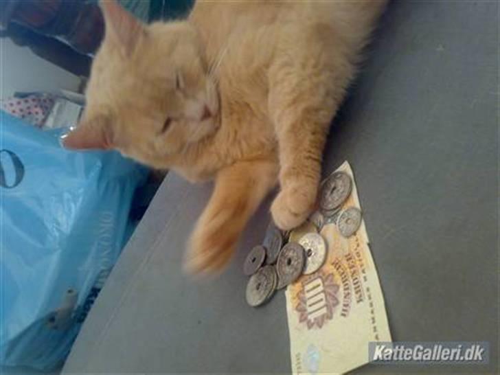Huskat Misse - Jeg er rig, jeg er RIG ! billede 7