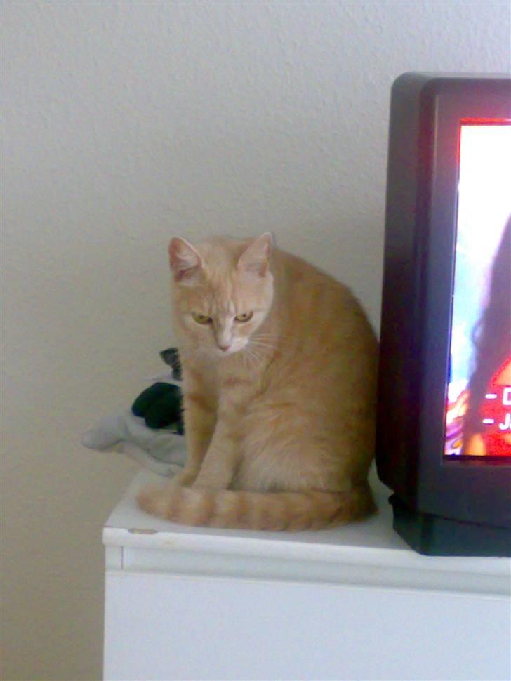 Huskat Misse - Fingrene væk fra MIT TV !  billede 8