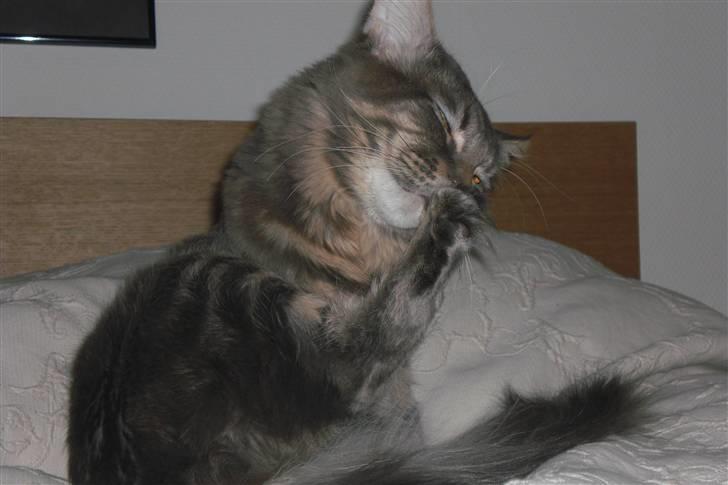 Maine Coon DK Amazing Paw´s Joey - Uhhh elsker at rense sig mellem poterne billede 7