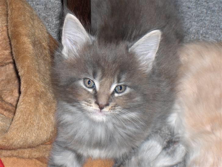 Maine Coon DK Amazing Paw´s Joey billede 8