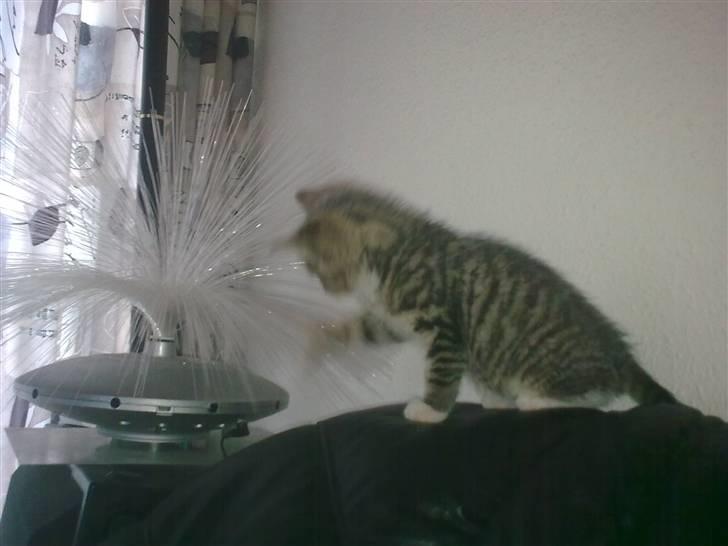Huskat Neo - Den er godt nok sjov den her lampe :P billede 4