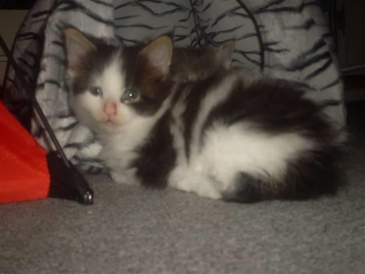 Maine Coon R.I.P smukke Basse billede 6