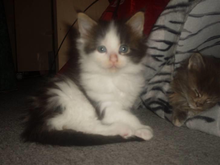 Maine Coon R.I.P smukke Basse - sidder jeg fint nok.....*GG* billede 7