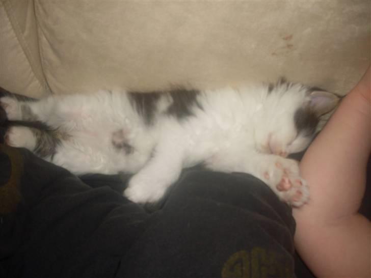 Maine Coon R.I.P smukke Basse - så nyder man tilværelsen.....*GGG* billede 8