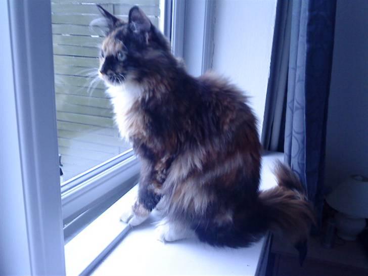Maine Coon Bailey - Hey, boy.. Wanna play with me?? Huh?? billede 3