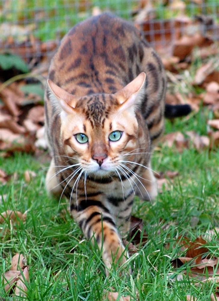 Bengal Absolutely Super Cooper billede 1