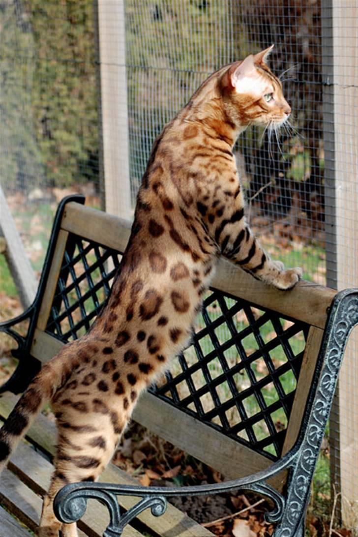Bengal Absolutely Super Cooper - Cooper spanar ut över våran gård billede 2