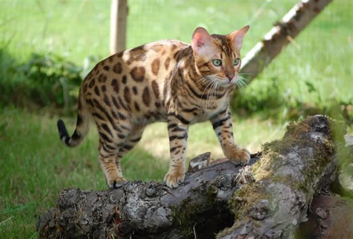 Bengal Absolutely Super Cooper - Cooper på Lejonklippan =))! billede 8