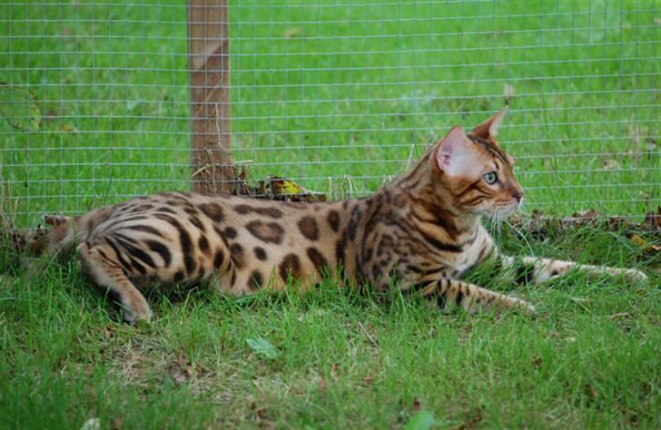 Bengal Absolutely Super Cooper - Cooper älskar sin rastgård och att vila i gräset! billede 9