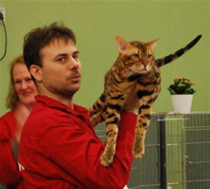 Bengal Absolutely Super Cooper - Cooper vinner Best In Show i Stockholm i mars billede 14