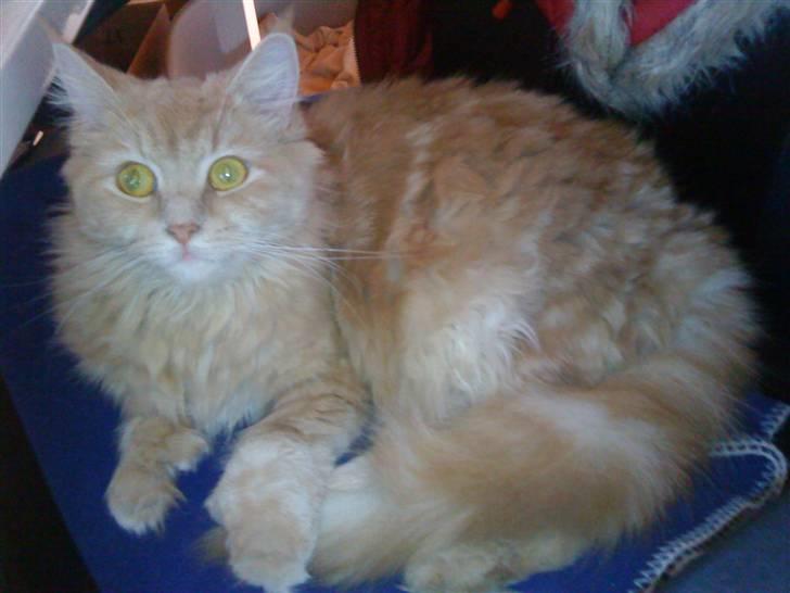 Maine Coon Venus P. billede 7