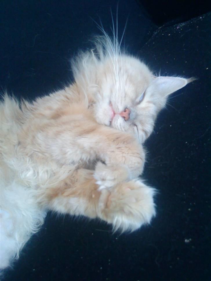 Maine Coon Venus P. - man har vel et godt sovehjerte billede 8