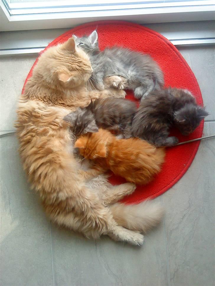 Maine Coon Venus P. - Venus med sit seneste kuld killinger april 09. billede 9