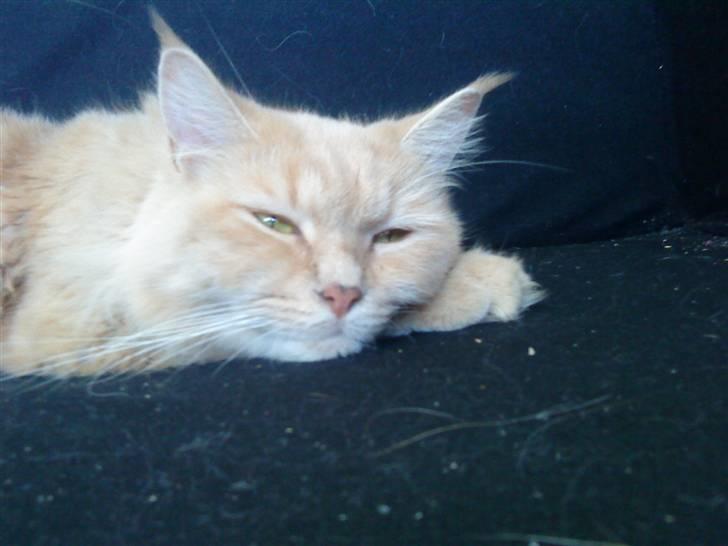 Maine Coon Venus P. - hvorfor tager du hele tiden billeder af mig?? billede 10