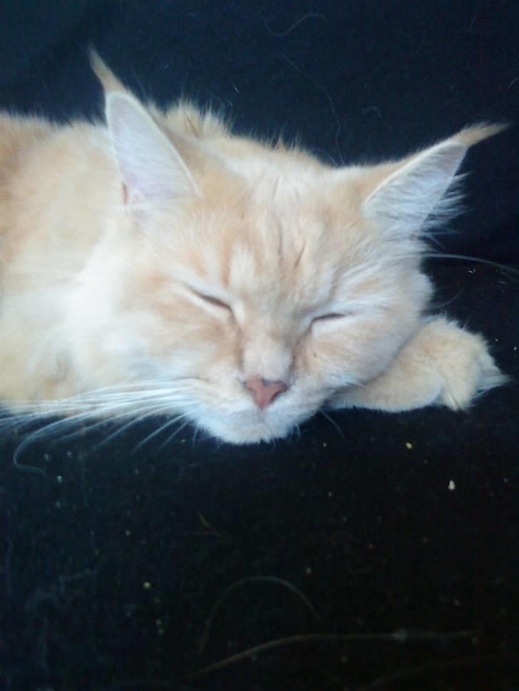 Maine Coon Venus P. - sover bare videre billede 11