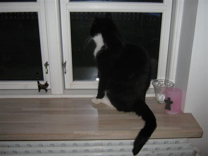 Blanding af racer Thor billede 11