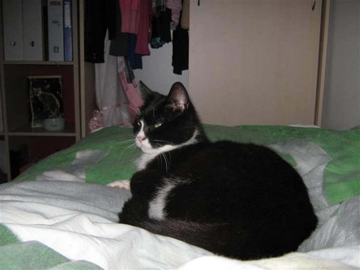 Blanding af racer Thor billede 12