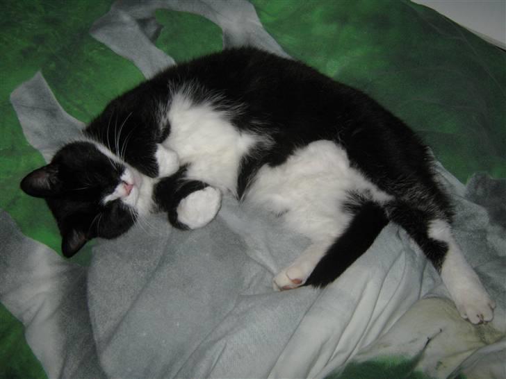 Blanding af racer Thor billede 13