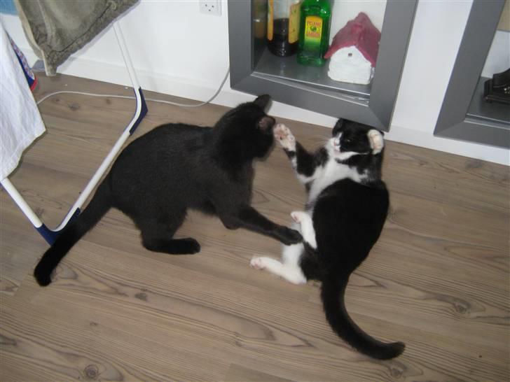 Huskat Loke billede 9