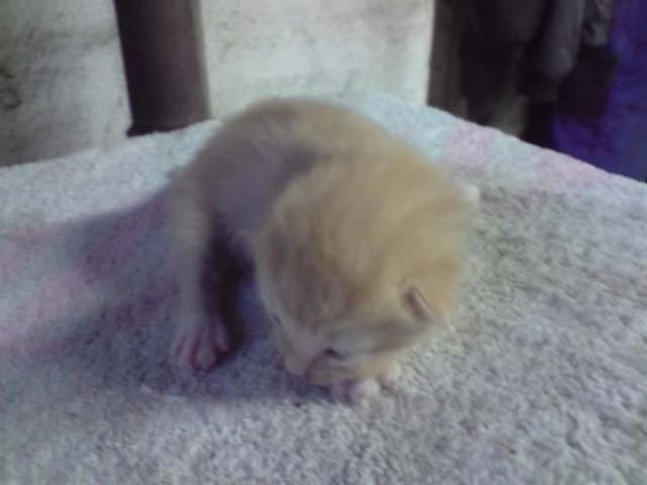 Blanding af racer Solgt - 1 uge gammel.. billede 3