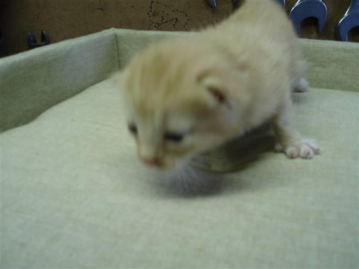 Blanding af racer Solgt - 2 uger gammel.. billede 4