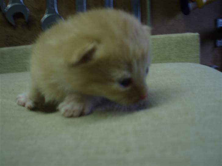 Blanding af racer Solgt - 2 uger gammel.. billede 5