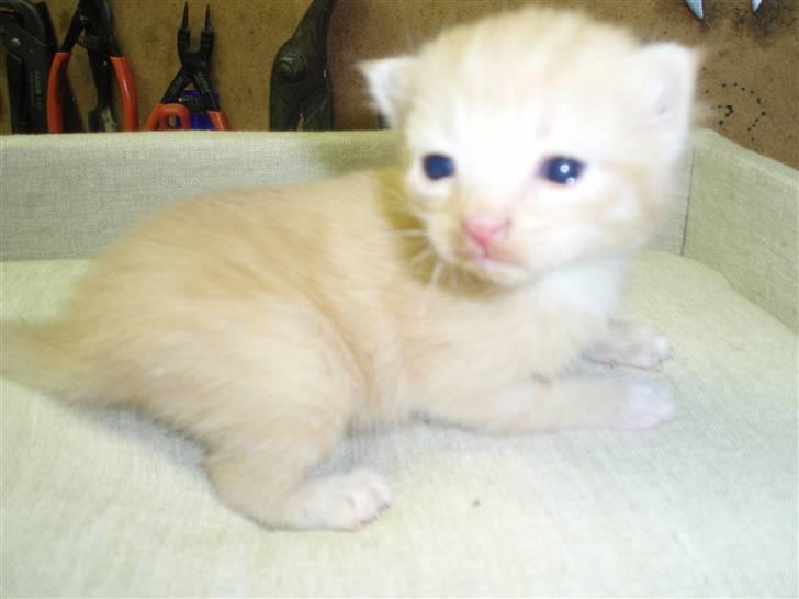 Blanding af racer Solgt - 2 uger gammel.. billede 6