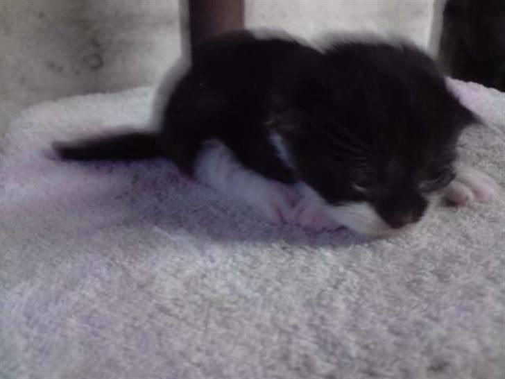 Blanding af racer Bertram (solgt) - 1 uge gammel.. billede 3