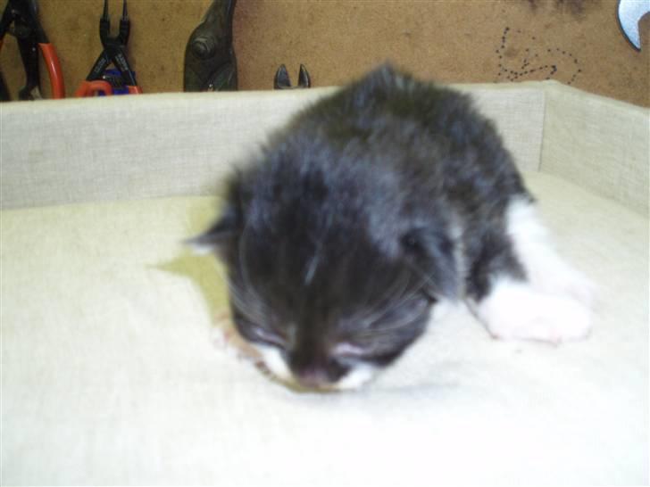 Blanding af racer Bertram (solgt) - 2 uger gammel.. billede 4