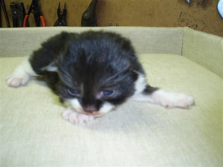 Blanding af racer Bertram (solgt) - 2 uger gammel.. billede 5