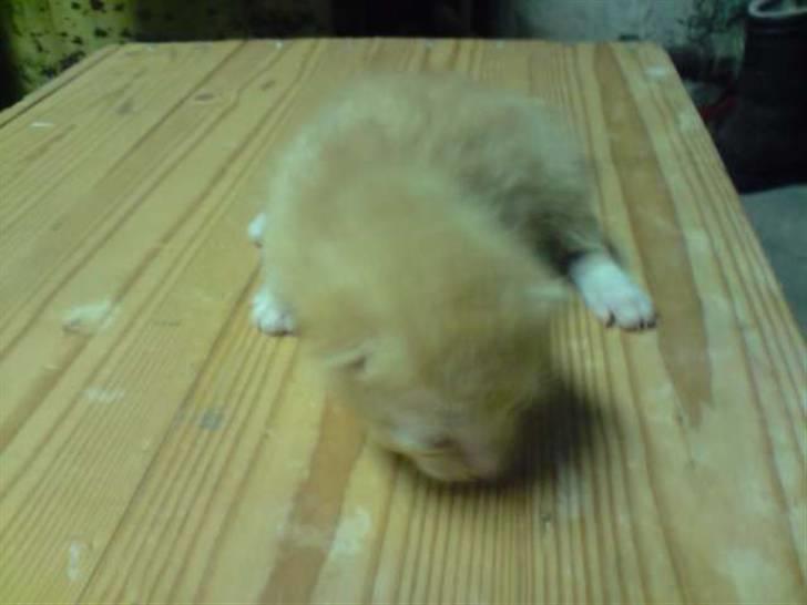 Blanding af racer Solgt - 1 uge gammel.. billede 3