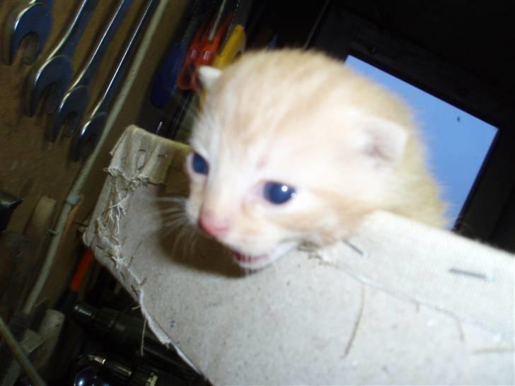 Blanding af racer Solgt - 2 uger gammel.. billede 4