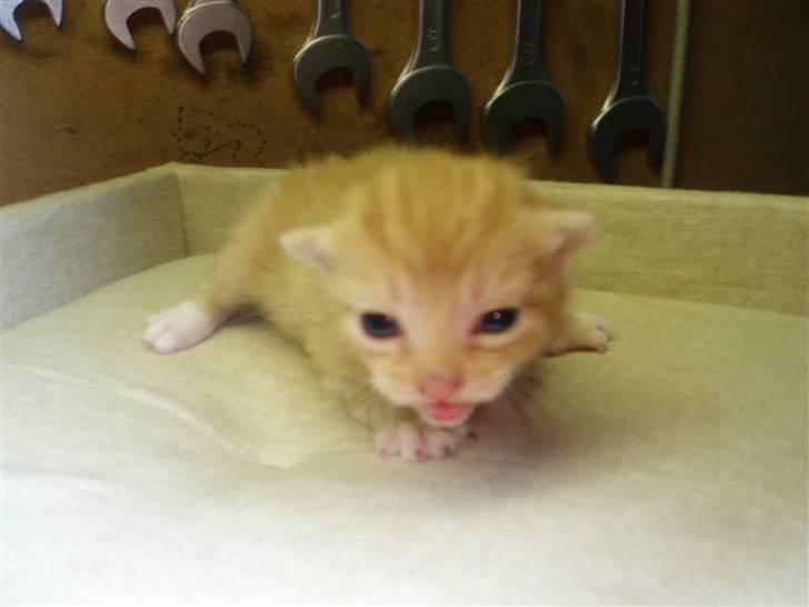 Blanding af racer Solgt - 2 uger gammel.. billede 5