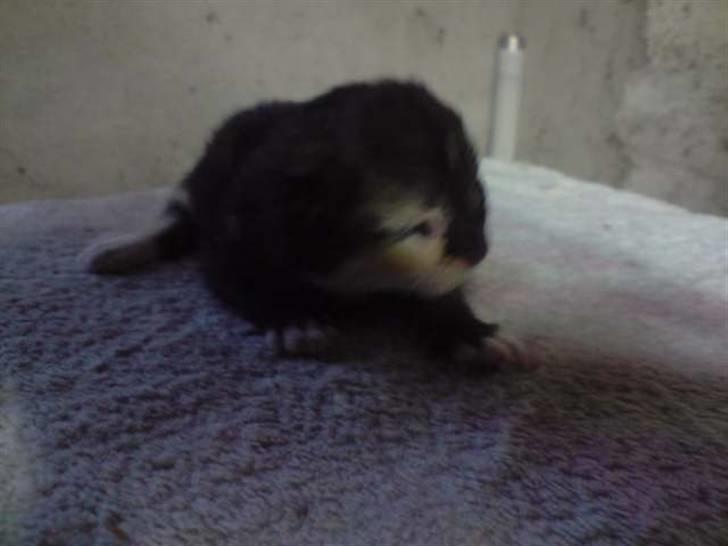 Blanding af racer Pføbe - 1 uge gammel.. billede 3