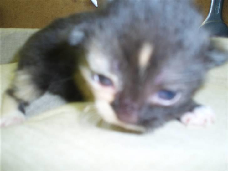 Blanding af racer Pføbe - 2 uger gammel.. billede 4