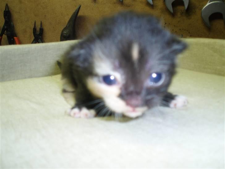 Blanding af racer Pføbe - 2 uger gammel.. billede 5