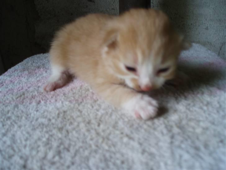 Blanding af racer Lui - 1 uge gammel.. billede 3