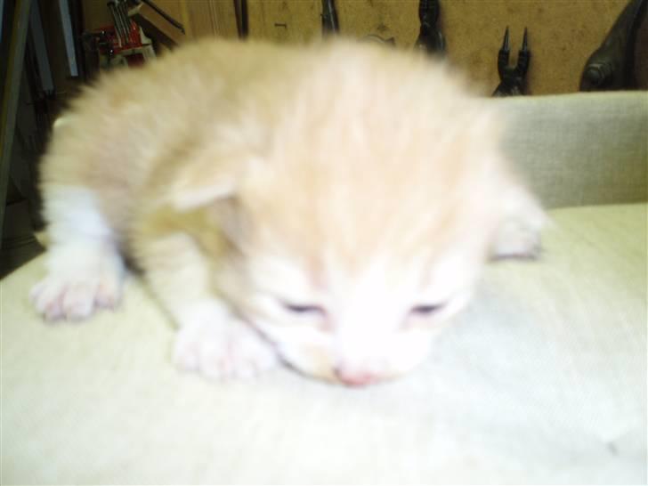 Blanding af racer Lui - 2 uger gammel.. billede 4