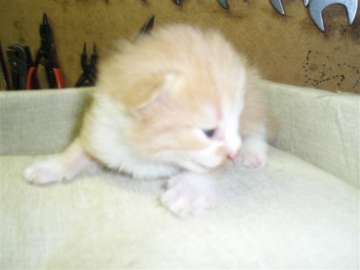 Blanding af racer Lui - 2 uger gammel.. billede 5