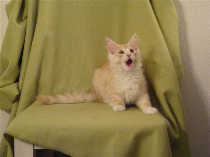 Maine Coon Baxter billede 1