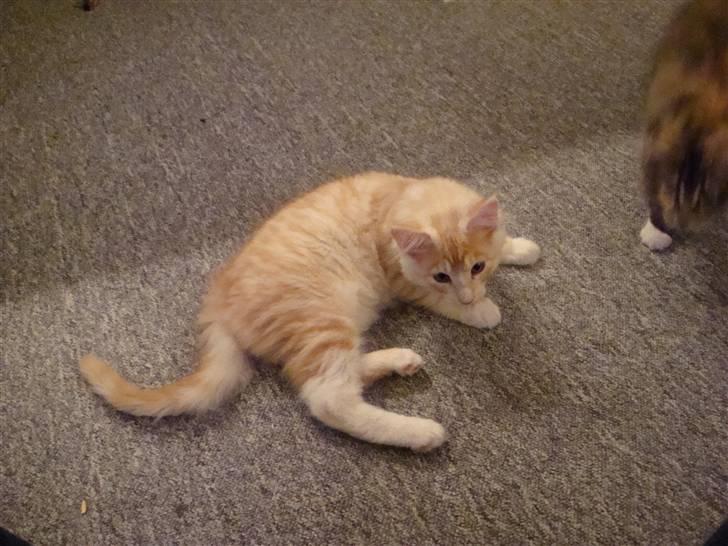 Maine Coon Baxter billede 2