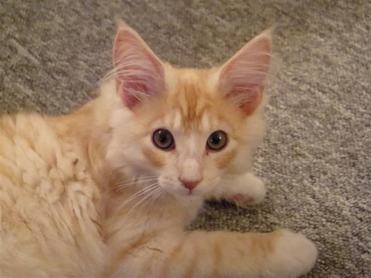 Maine Coon Baxter billede 3