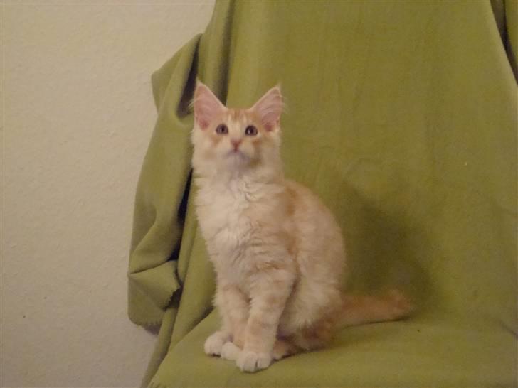 Maine Coon Baxter billede 4