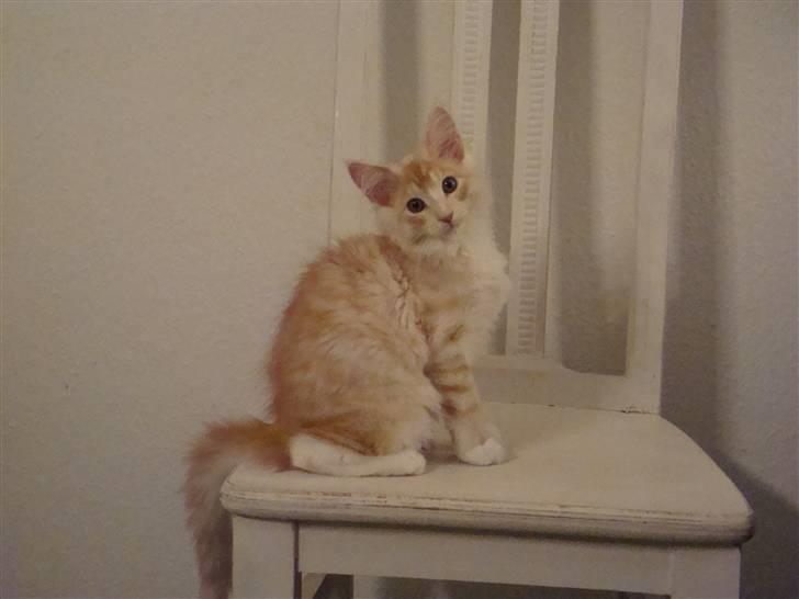 Maine Coon Baxter billede 5