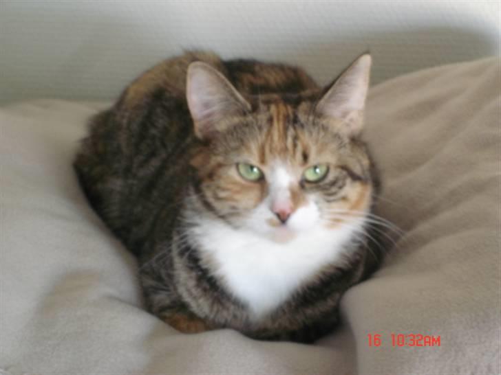 Huskat Honey <3 R.I.P - Så ligger hun lige og dovner lidt igen ;O) billede 1