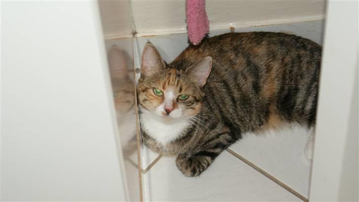 Huskat Honey <3 R.I.P billede 2