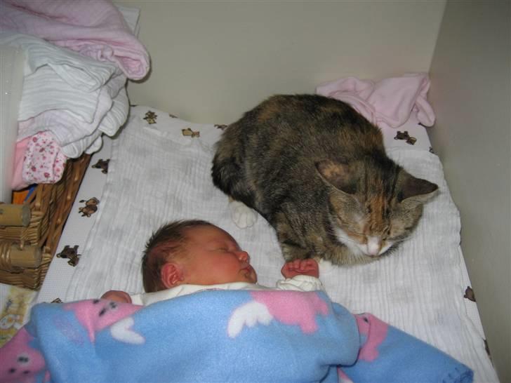 Huskat Honey <3 R.I.P - Her ligger hun og kigger på vores datter da hun var helt spæd billede 3