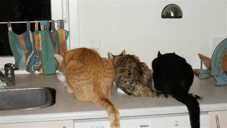 Huskat Honey <3 R.I.P - Her sidder de alle og spise. Honey i midten billede 4