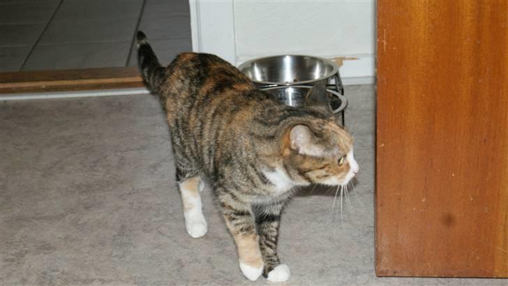 Huskat Honey <3 R.I.P billede 5